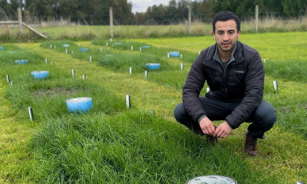 Experimento de INIA busca mejorar los factores de emisión de gases invernadero del sector Agricultura