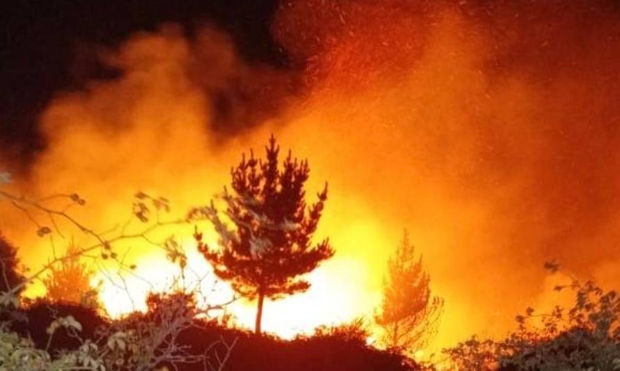 Alerta roja en Valdivia por incendio forestal en el área de Niebla
