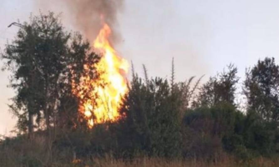Incendio forestal en sector Vivanco, comuna de Río Bueno, permanece en Combate