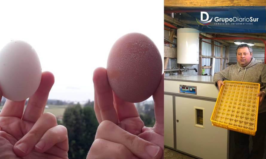 #Resistiré: Producir huevos de gallina feliz, la nueva apuesta de orgánicos La Finca del Ranco