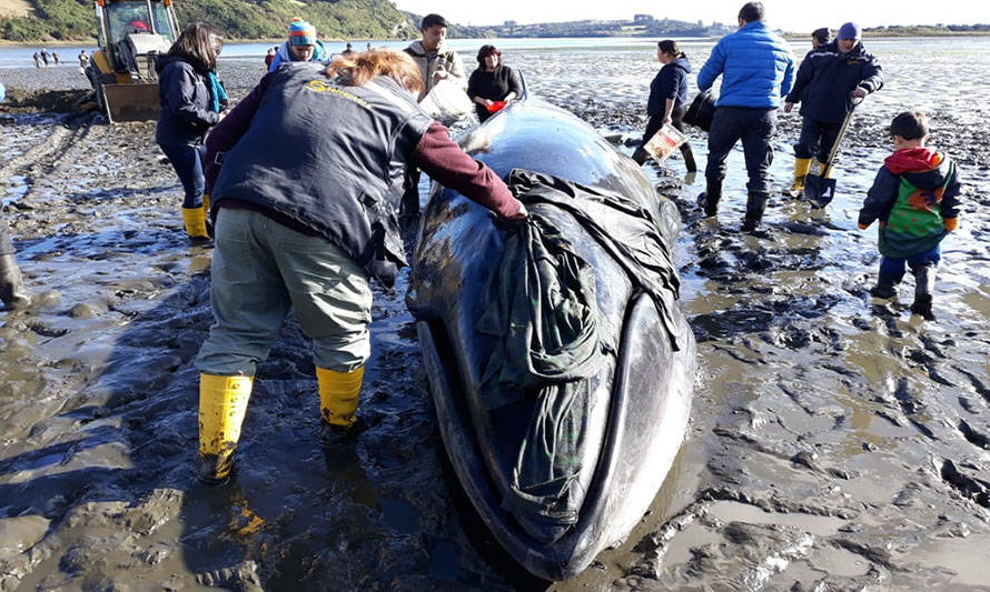 Sernapesca invita a seminario sobre varamiento de cetáceos en Chile