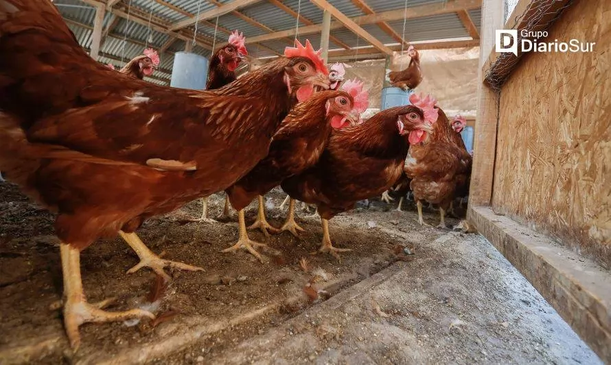 Alerta por influenza aviar: medidas para evitar el contagio en aves de corral  
