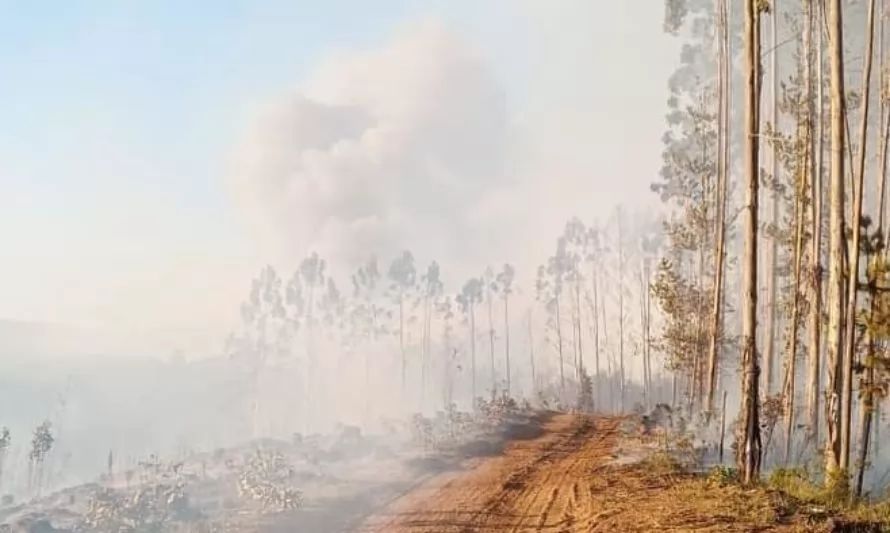 Declaran Alerta Roja en Mariquina por incendio forestal que amenaza viviendas 