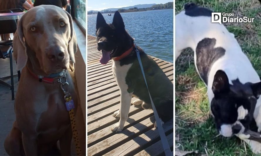 ¿Perdidos o robados? la angustia de las familias que buscan a sus mascotas en Valdivia