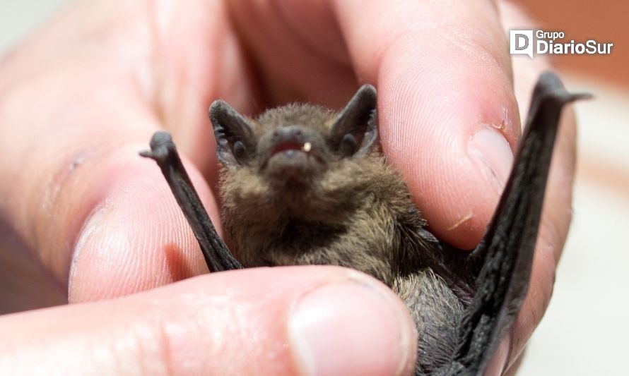 Alertan a población ante aumento de avistamiento de murciélagos en Los Ríos