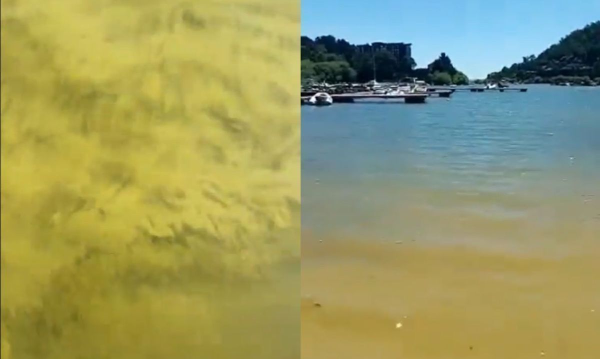 Qué es y cómo se produce el bloom de algas que afecta al lago Villarrica