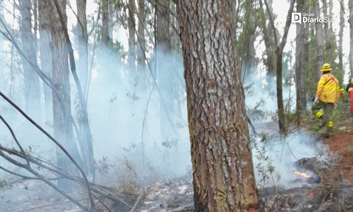 Incendio forestal afecta plantaciones en Mariquina
