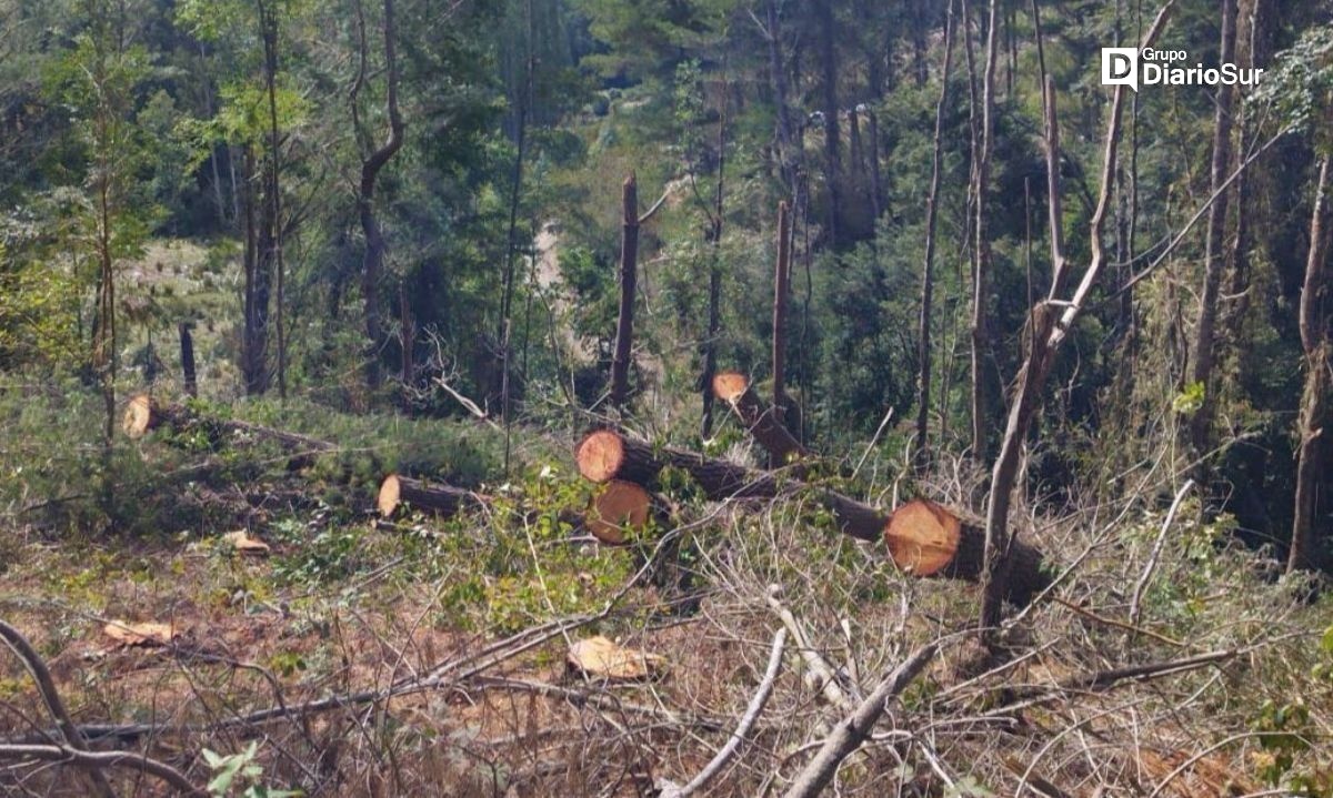 PDI detuvo a cuatro sujetos por sustracción de madera en Mariquina